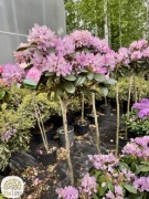 Rhododendron yakushimanum, Różanecznik, 10 odmian, na pniu 60,80,100cm