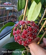 Hoya Ban Ngong Ngoy 