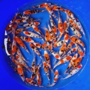 Karpie KOI karp koi ryby do oczek wodnych,  stawu