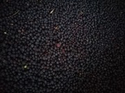 1 KG BRUKIEW KARPIEL KWAKI (Poplon pasza kiełki)