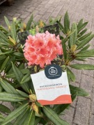 Rododendron kolekcjonerski Tortoiseshell Orange nietypowe liście