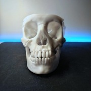 Czaszka anatomiczna, wszystkie szczegóły