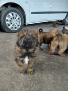 Mastif tybetański SZczenięta