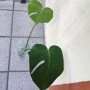 Sadzonka ukorzeniona -Monstera dziurawa 