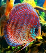 Red turkus dyskowiec  Legalna Wysyłka Ups