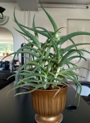 Promocja -Bardzo gęsty aloes