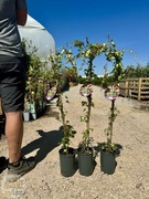 Hedera helix 'Goldheart', Bluszcz pospolity, 80-100cm
