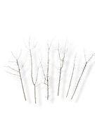 Naturalne gałązki z tarniny na Wielki Post – pakiet 6 szt.