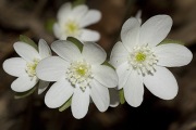 Przylaszczka biała Hepatica acutiloba 'Alba'