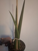 Sansevieria cylindryczna