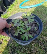 Języczka przewalskiego 2l donica 