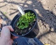 Fiołek motylkowaty  fiolet 1.5l donica 