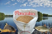 Zanęta Pszenica  25 kg 