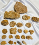 Amonity zestaw, skamieniałości wyprzedaż kolekcji, kelowej