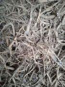 Korzeń prawoślaz 1500 g 1,5 kg