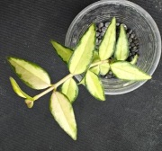 Hoya bella Luis Bois -  sadzonka ukorzeniona