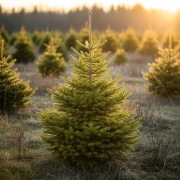Choinki świerk pospolity 160-280 cm sprzedaż HURT