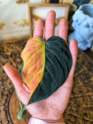Philodendron micans variegata kolekcjonerski rzadki filodendron liść mikans