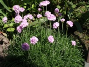 Zawciąg  armeria mix różowe i białe 100 nasion