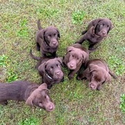 Szczeniak Labrador Retriewer