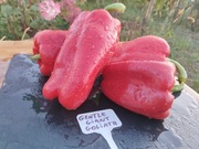 GENTLE GIANT GOLIATH nasiona Papryka Kolekcjonerska