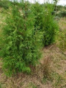  tuja Brabant  150-250 cm WYPRZEDAŻ 29.99zł/szt