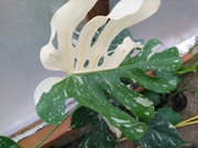 Monstera Thai Constallation Variegata