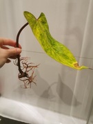 Philodendron Painted Lady 
