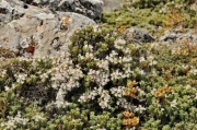 Macierzanka Thymus parnassicus