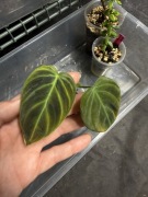 philodendron splendid | sadzonka rosnąca