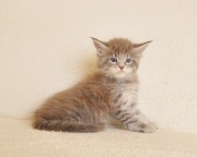 Maine Coon kocurek do hodowli - Legalna hodowla