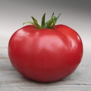 Pomidor Area F1 - Nasiona Holenderskie