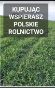 Poplon żyto ozime 20kg. Ostatnie wysyłki