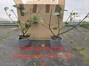 Głogownik Photinia Redrobin 50 cm piękna kraków