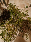 Jemioła swieza tarnobrzeg