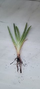Aloes mała sadzonka z domowej uprawy