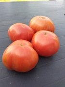 Pomidor 1884 kolekcjonerski