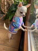 Ubranko w kwiaty dla psa - rozmiar S 