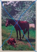 Niemcy-Konie .Pocztowka z opisem .