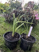 Trytoma cytrynowa kniphofia