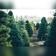 Choinki Bożonarodzeniowe Żywe Jodła/Świerk/Inne