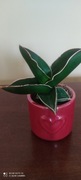 Sansevieria lavranos 'Warshiik'