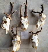 Parostki kozłów - rogacze myłkusy - zestaw 5 szt.