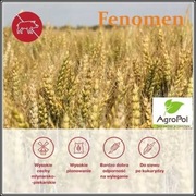 Pszenica Oścista FENOMEN Nasiona Pszenicy Ozimej Top Farms KWS