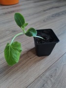 Sadzonka cukinii 