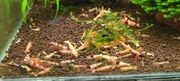 Krewetki caridina mixx 20szt