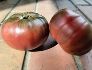 Pomidor Black from Tula nasiona kolekcjonerskie