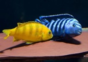 Pyszczaki Saulosi, młode 3-5cm WYSYŁKA