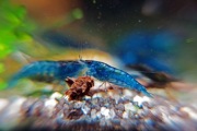 Piękne niebieskie krewetki akwariowe dla początkujących Blue Velvet 10szt
