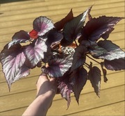 Begonia królewska Rex